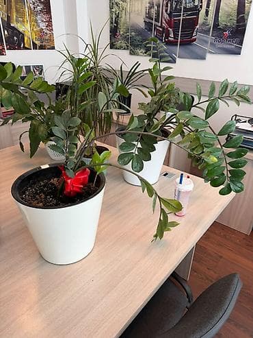 Комнатные растения: Замиокулькас (Zamioculcas zamiifolia) в горшке. - Крупное — 5