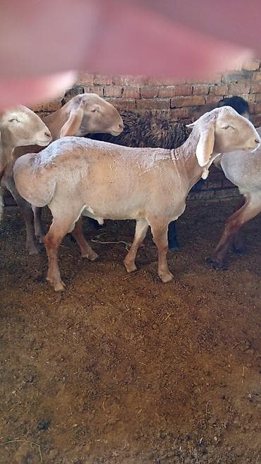 мой рэббит бишкек: Металл тосмо, Башка материал, Декоративдик, Акысыз жеткирүү — 5