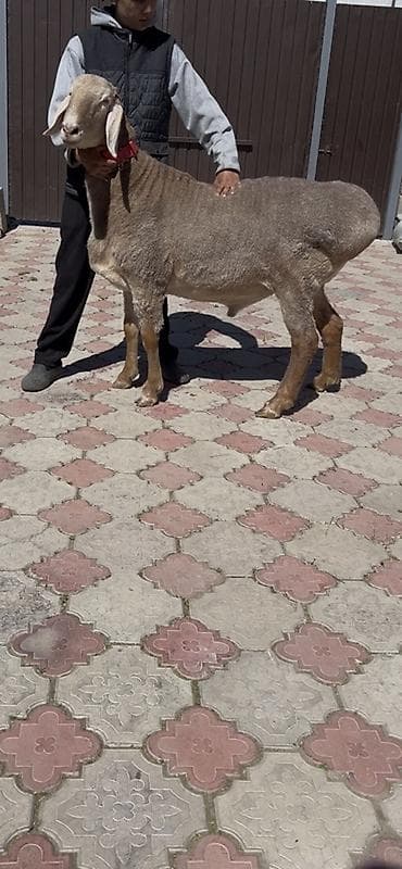аксессуары для животных: Продаю | Баран (самец) | Для разведения | Племенные — 2