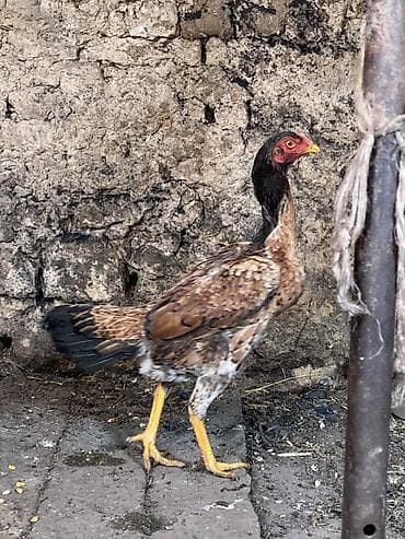 Вязка собак: Продаю | Петух | Бойцовая | Для разведения — 7