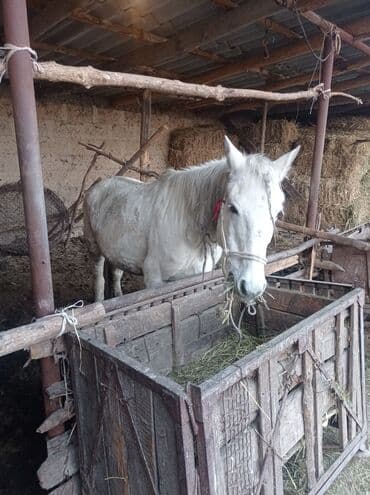 Трансформатор майы: Сатам | Бээ (ургаачы) | Кара Жорго | Көбөйтүү үчүн | Мерин — 5