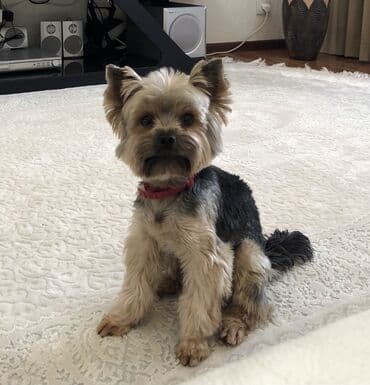 все о йоркширских терьерах: Вязка! Кобель! Мальчик! Вязка! Йоркширский терьер. Очень красивый — 1