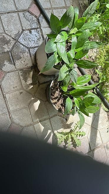 Спатифиллум (Spathiphyllum) — комнатные растения в горшках -