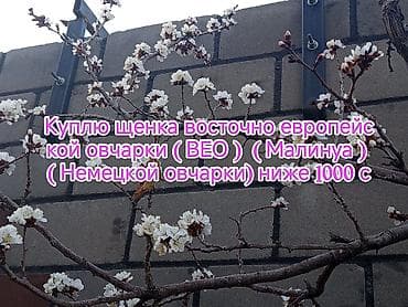 самая милая кошка в мире: Ищу к покупке щенка восточно‑европейской овчарки (ВЕО) / «Малинуа» / — 1