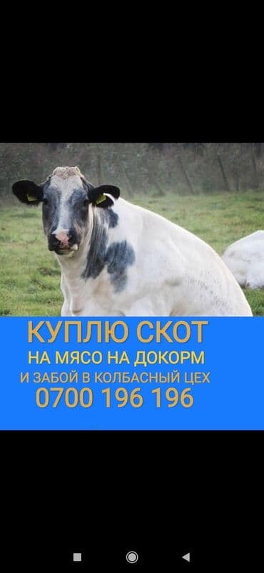 Куплю | Коровы, быки, Лошади, кони, Другие с/х животные | Круглосуточно, Любое состояние, Забитый