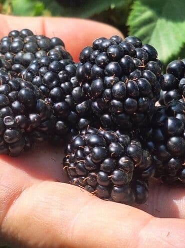 купить семена картофеля в кыргызстане: Саженцы ежевики (укоренённые отводки) - Тип: садовые саженцы ежевики — 8