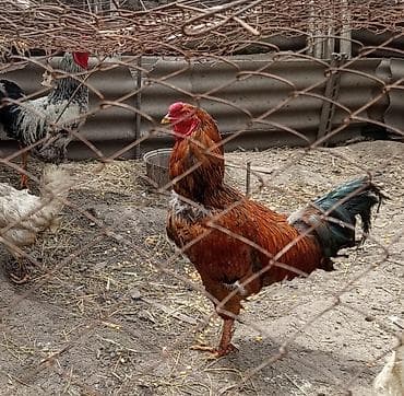 золотой ворон: Продаю | Петух | Для разведения — 3