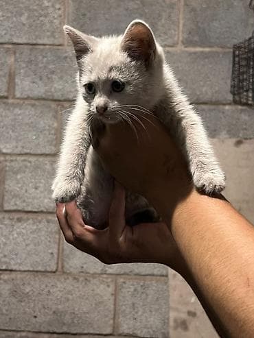 фри пир: Котята- 3-4 месяца, зубы присутствуют, 3белых и 1 черная, пол-2муж; — 7