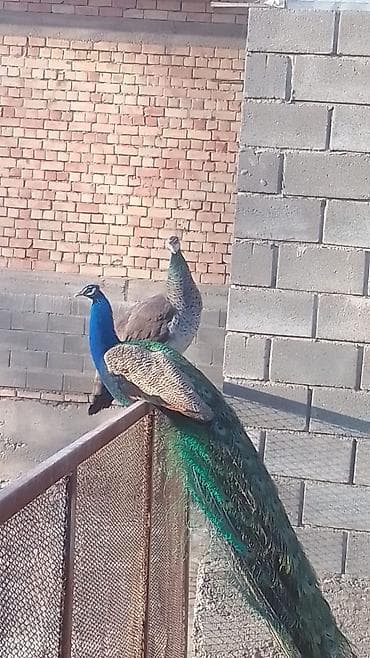 Башка жаныбарлар: Пара павлинов (самец и самка), индийский павлин (Pavo cristatus) — 2