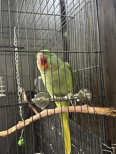 сколько стоят попугаи: Попугай Александрийский (зелёный, крупный) в комплекте с клеткой и — 6