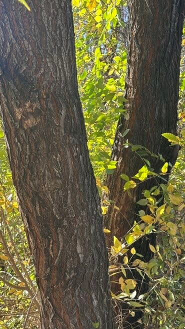 двер бишкек: Отун Карагач — 1