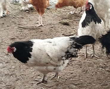 прост ат: Продаю | Куры | Несушки — 2