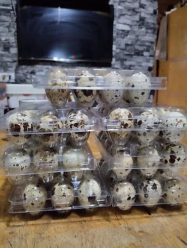 Көк чөптөр жана микро жашылчалар: Перепела и перепелиные яйца - Охлаждённые тушки перепела — 3