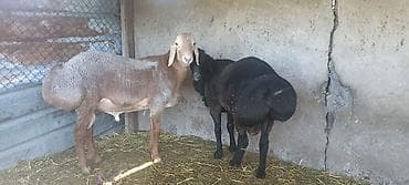 карлик сибрайт: Продаю | Баран (самец) | Для разведения — 6