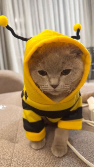 Аквариумдар: Ит кууту: Скотиш Страйт (Шотландиялык тик кулактуу), Ургаачы, 1 жаш, Документтери менен, Эмделген, Кызгылт көгүш — 4