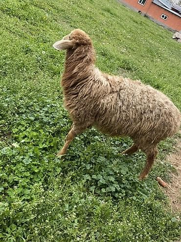 кролик цена: Продаю | Овца (самка) | Для разведения | Матка — 3