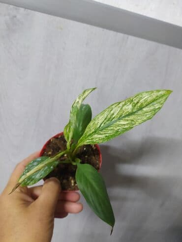 растения аквариумные купить: Строманта, диффенбахия, аглаонема, филодендроны, и т.д — 7