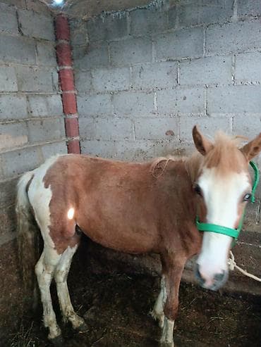 жеребая: Продаю | Жеребец | Для разведения — 3