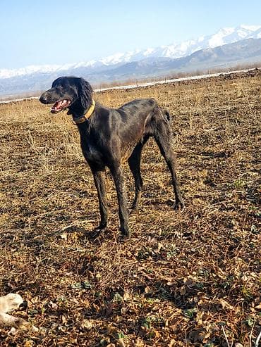 Үй жаныбарлары үчүн товарлар: Тайган, 11 айлык, Эркек, Эмделген — 1