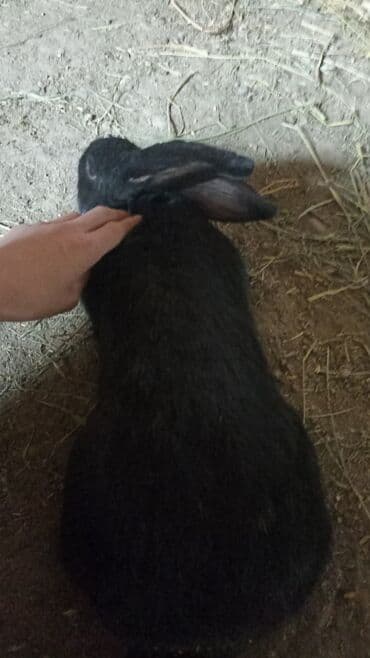 щенки охотничьих собак: Продаю | Кролик самец | Ризен | На забой, Для разведения | Племенные — 1