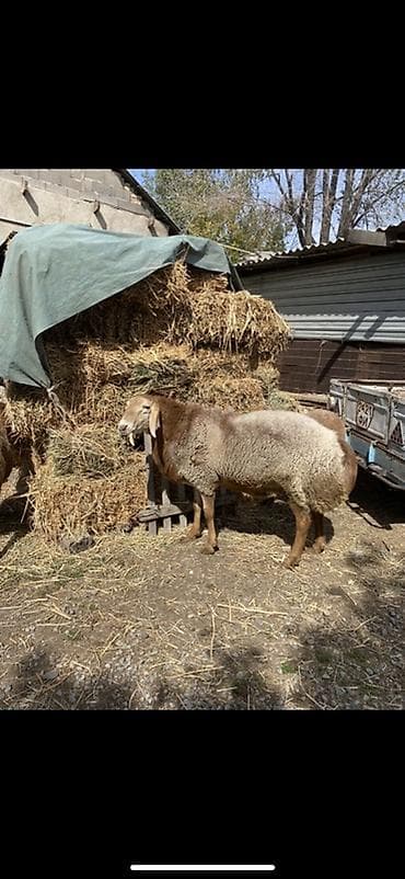 бараны меренос: Продаю | Баран (самец) | Арашан | На забой, Для разведения, Для шерсти — 2