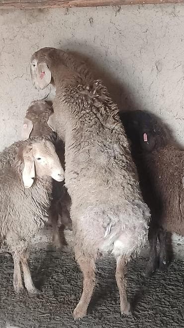 продаю кролики: Продаю | Овца (самка) | Для разведения | Матка — 2