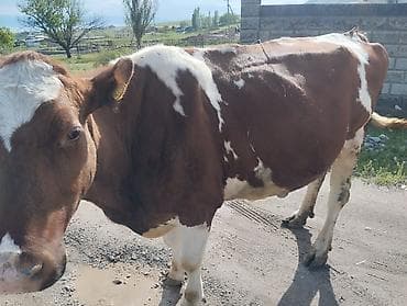 С/х животные и товары: Продаю | Корова (самка) | Для молока | После отела — 1