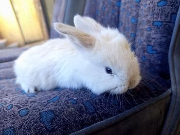 отдам собаку в хорошие руки бишкек: Декоративные крольчата (несколько окрасов: черный, темно-шоколадный — 5