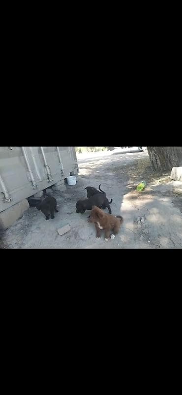Продажа собак: Отдам в добрые руки Щенки дворняжки🐶 Ищем любящих хозяев для — 7