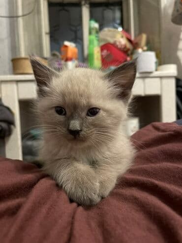 сиамская вислоухая кошка цена: Милые котята из одного помёта. Описание: - Возраст: родились 28 — 3