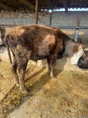 хочу купить щенка немецкой овчарки: Продаю | Бык (самец) | На откорм | Привязанные — 3