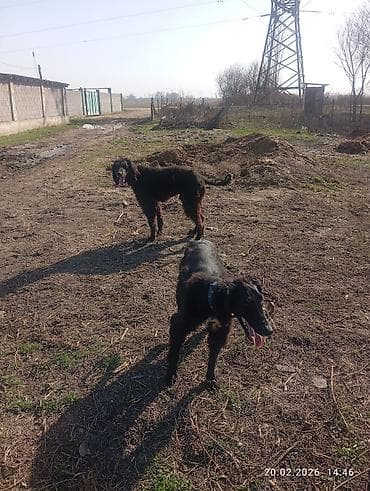 Ветеринар кызматы: Тайган, 8 айлык, Эркек, Эмделген — 6