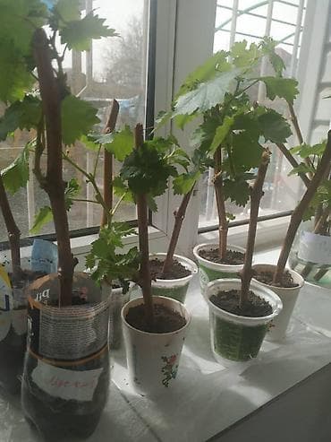 трендовый виноград: Продается рассада элитных сортов винограда. Виноград уже с корнем — 6