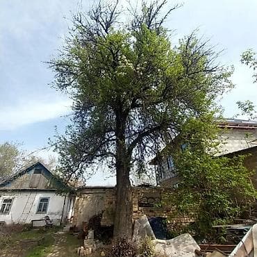 бишкек отун: Отун Өзү алып кетүү — 1