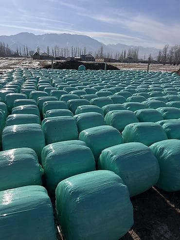 кукурузы: СИЛОС в индивидуальных рулонах Малга алмашам кайрылабергиле! Адрес — 6