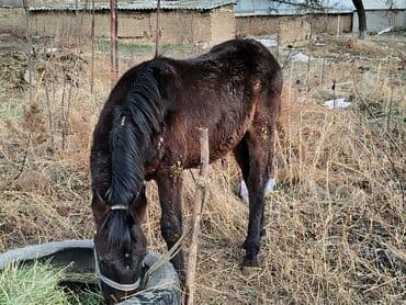Продаю | Жеребенок | Полукровка | Рабочий, Конный спорт | Племенные, Мерин at lalafo.kg Продаю | Жеребенок | Полукровка | Рабочий, Конный спорт | Племенные, Мерин