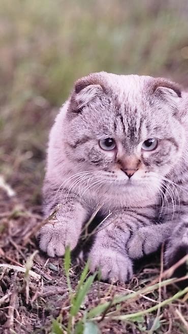 Животные: Шотландский вислоухий кот, окрас серебристый табби. Отличается — 1