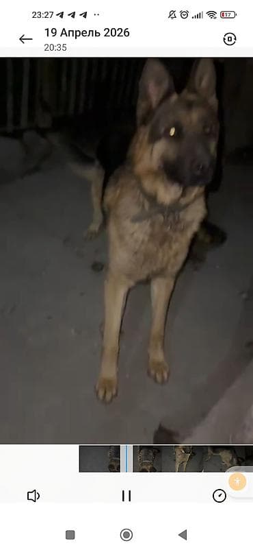 Немецкая овчарка, 1 год, Самец