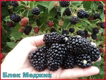 емкость бак: Саженцы : Ежевика, Самовывоз — 9