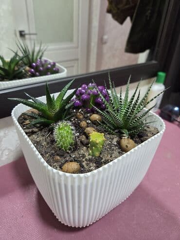 садовые и комнатные растения: Мини-композиция из суккулентов в кашпо. Состав: - Хавортии (несколько — 7