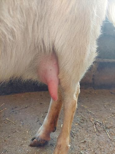 ветеринар чолпон ата: Сатам | Эчки (ургаачы) | Заанен | Сүт алуу үчүн — 2