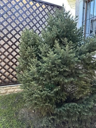 дерев: Ель (хвойное дерево) для ландшафта - Порода: ель/сосновая ель — 5