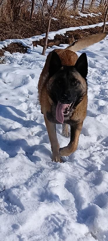 породистые кошки бишкек: Щенки бельгийской овчарки (малинуа) - Помёт от рабочих родителей на — 5