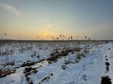 земли сельскохозяйственного назначения кр: 50 соток, Для сельского хозяйства, Договор купли-продажи, Красная книга — 3