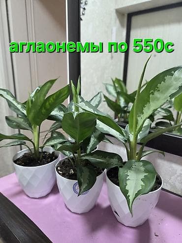 Декабристы: Комнатные растения в горшках. 1) Пахира (Pachira aquatica) - Крупное — 2