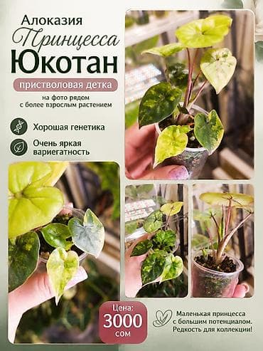 принцессы: Алоказия «Принцесса Юкотан» — приставловая детка. - Очень яркая — 1