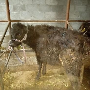 Продаю | Музоо, торпок | Полукровка | На откорм | Привязанные