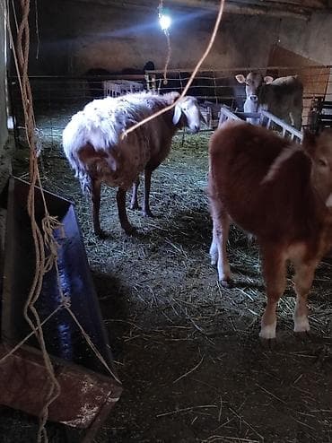 одежда для той терьера купить: Продаю | Баран (самец) | Арашан — 1