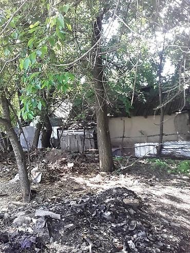 темир издегич: Продаю деревья обращаться по телефону — 5