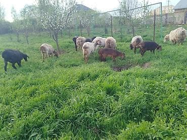 Айыл-чарба жаныбарлары: Сатам | Ургаачы кой (ургаачы) | Аргын | Көбөйтүү үчүн | Асыл тукумдуу — 2